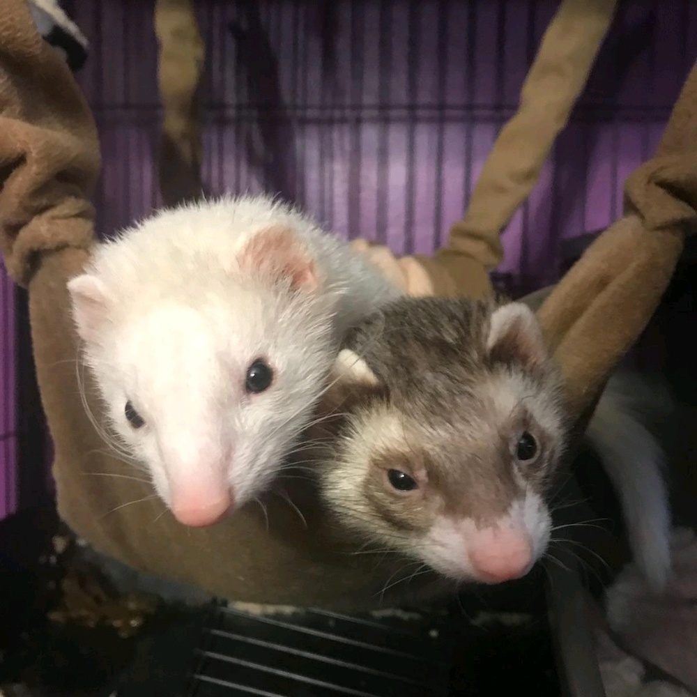 Meet your Posher, Adriene